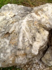 A photograph of fossils